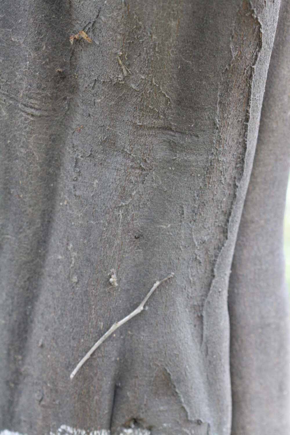 Bark (Riverside, CA)       